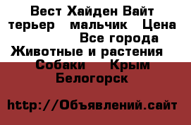 Вест Хайден Вайт терьер - мальчик › Цена ­ 35 000 - Все города Животные и растения » Собаки   . Крым,Белогорск